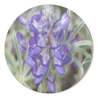 F18 Purple Wildflowers Annual Lupine Classic Round Sticker