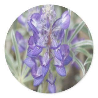 F18 Purple Wildflowers Annual Lupine Classic Round Sticker