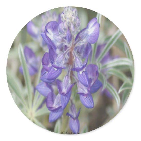 F18 Purple Wildflowers Annual Lupine Classic Round Sticker