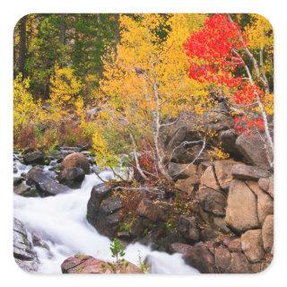 Fall color along Bishop Creek, CA Square Sticker