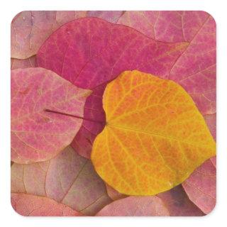 Fall color on Forest Pansy Redbud fallen Square Sticker