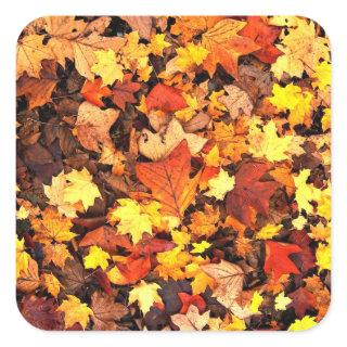 Fall foliage, the Colors of Autumn Square Sticker