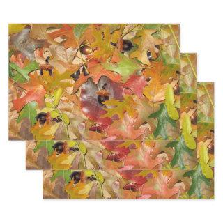 Fall Leaves and Acorns  Sheets