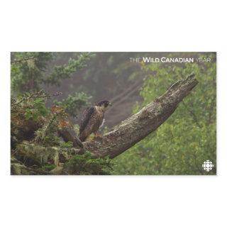 Fall - Peregrine Falcon Rectangular Sticker