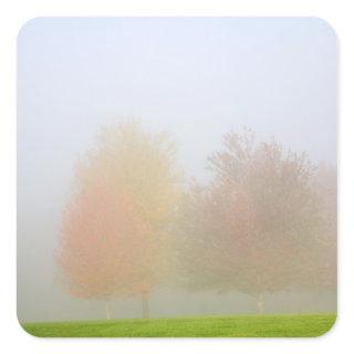 Fall trees shrouded in mist square sticker