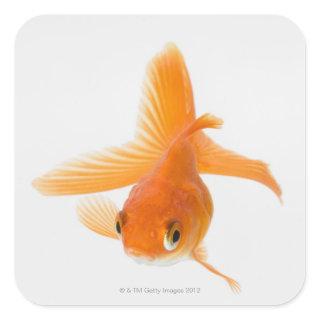 Fantail goldfish (Carassius auratus) Square Sticker
