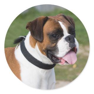 Fawn and White Boxer Puppy Dog Classic Round Sticker