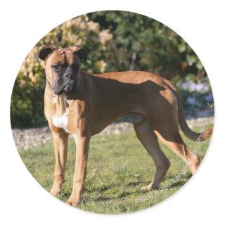 Fawn Boxer Dog Standing Classic Round Sticker