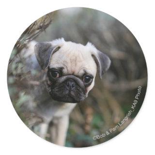 Fawn Pug Puppy Headshot Classic Round Sticker