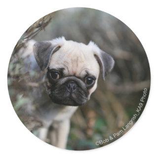 Fawn Pug Puppy Headshot Classic Round Sticker