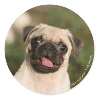 Fawn Pug Puppy Panting Classic Round Sticker