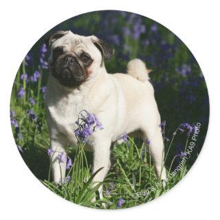 Fawn Pug Standing in the Bluebells Classic Round Sticker