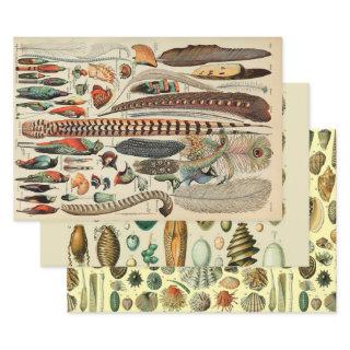 Feather Bird Wildlife Antique Feathers  Sheets