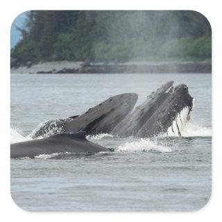 Feeding Humpback Whales Square Sticker