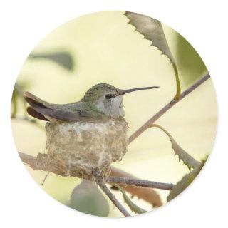 Female hummingbird on her nest classic round sticker
