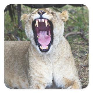 Female lion (Panthera leo), Masai Mara National Square Sticker