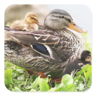 Female Mallard Surrounded By Ducklings Square Sticker