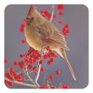 Female Northern Cardinal among hawthorn Square Sticker