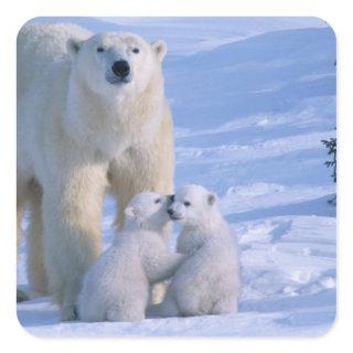 Female Polar Bear Standing with 2 Cubs Square Sticker