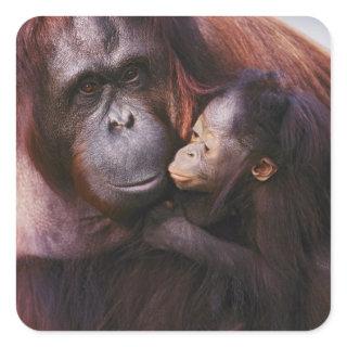 Female Sumatran Orangutan with baby, Pongo Square Sticker