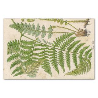 Fern Vintage Botanical Tissue Paper
