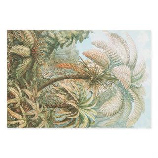 Ferns, Filicinae Laubfarne by Ernst Haeckel  Sheets