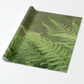 ferns green