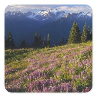 Field of lupine, Mt. Olympus, and clouds at Square Sticker