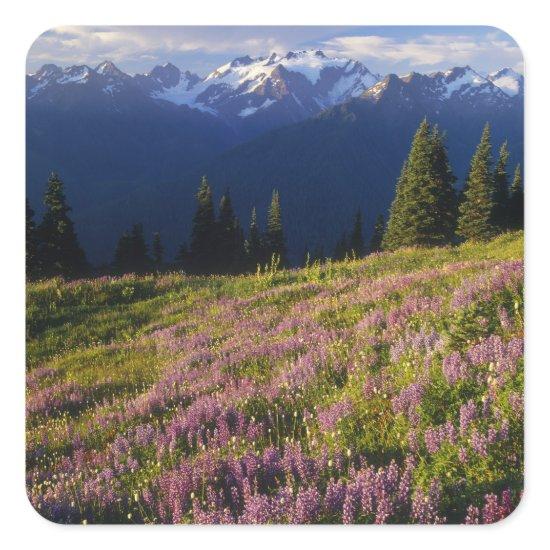 Field of lupine, Mt. Olympus, and clouds at Square Sticker