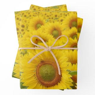 Field of Sunflowers Design