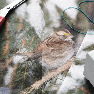 Finch Sitting On Pine Branch Tissue Paper