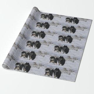 Finnish Lapphunds