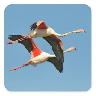 Flamingos in flight square sticker