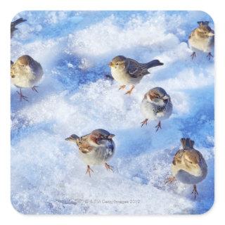 Flock of House Sparrows 'Passer domesticus' on Square Sticker