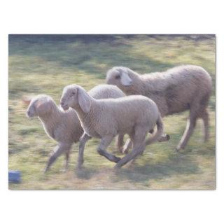 flock of sheep  tissue paper