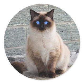 Fluffy Cat with Blue Eyes Classic Round Sticker