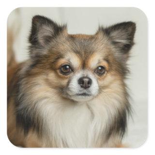 Fluffy Long Haired Chihuahua Puppy Square Sticker