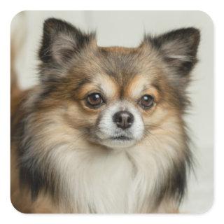 Fluffy Long Haired Chihuahua Puppy Square Sticker