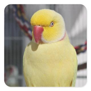 Fluffy Lutino Indian Ringneck Parakeet Square Sticker