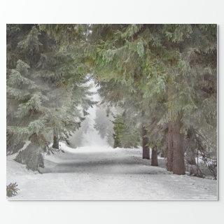 Forest Road Snow Pine Trees Photo