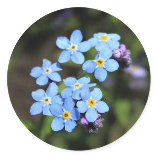 Forget-Me-Not Classic Round Sticker