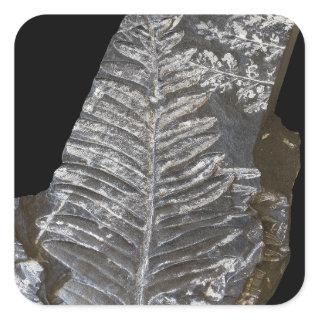 Fossilized Fern Leaves Photo on Black Square Sticker