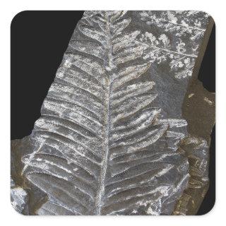 Fossilized Fern Leaves Photo on Black Square Sticker