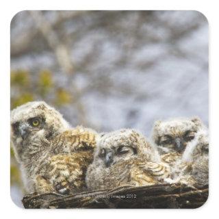 Four Great Horned Owl (Bubo Virginianus) Chicks Square Sticker