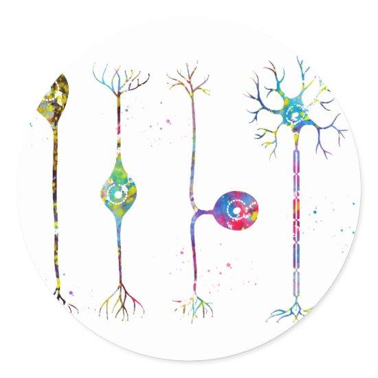 Four types of neurons classic round sticker