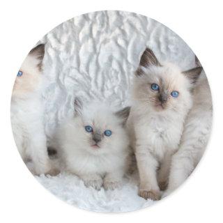 Four young Ragdoll cats sitting in a row Classic Round Sticker