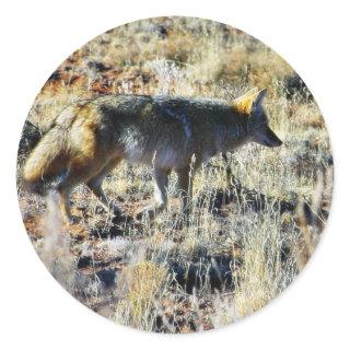 Fox Coyotes Wild Anilmal In Field Classic Round Sticker