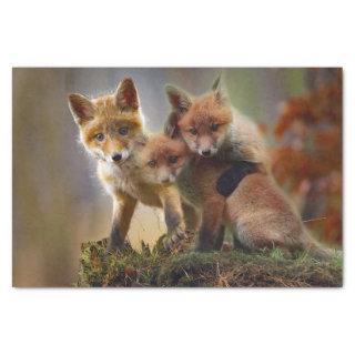 Fox Kits Photo Tissue Paper