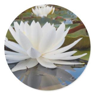 Fragrant Water Lily (Nymphaea Odorata) On Caddo Classic Round Sticker