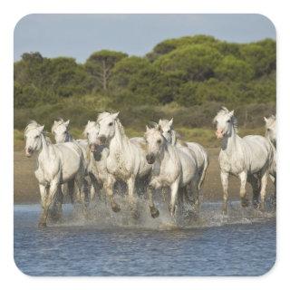 France, Camargue. Horses run through the estuary 3 Square Sticker